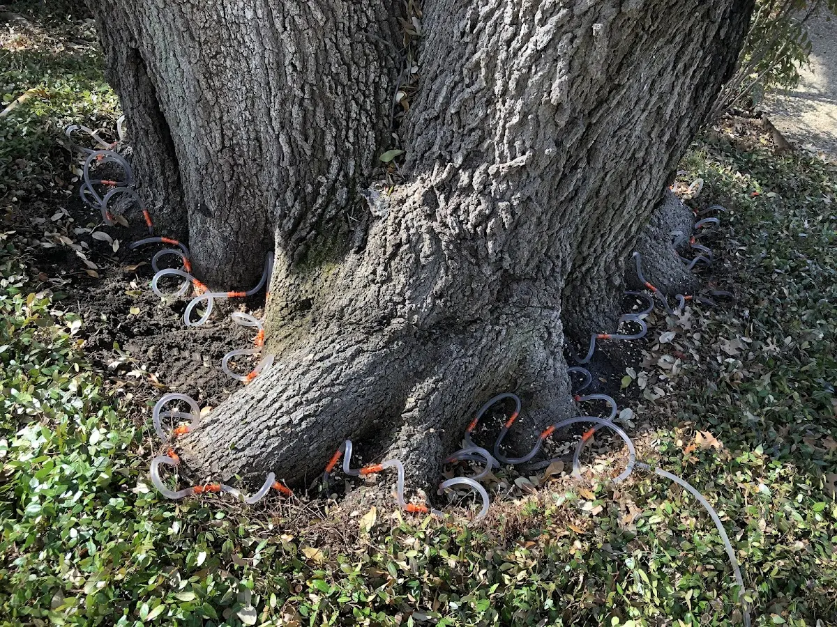 Detailed Tree Cabling and Bracing job site in Sipsey