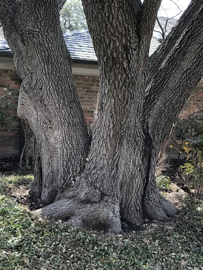 Mature heritage tree close to a Sipsey property cared for by certified arborists